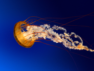 Image Jellyfish