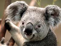 Image Koala