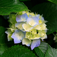 Image Hydrangea