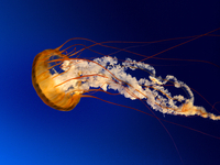 Image Jellyfish
