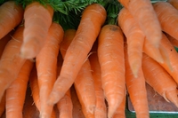 Image Bunch of Carrot